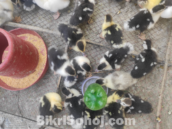 চিনা হাস এর বাচ্চা